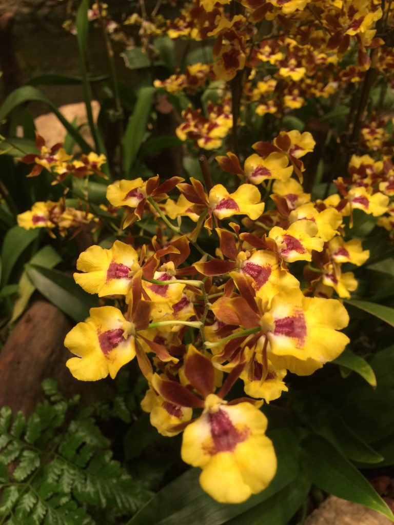 Orchids from the orchid garden at Singapore's Changi airport.