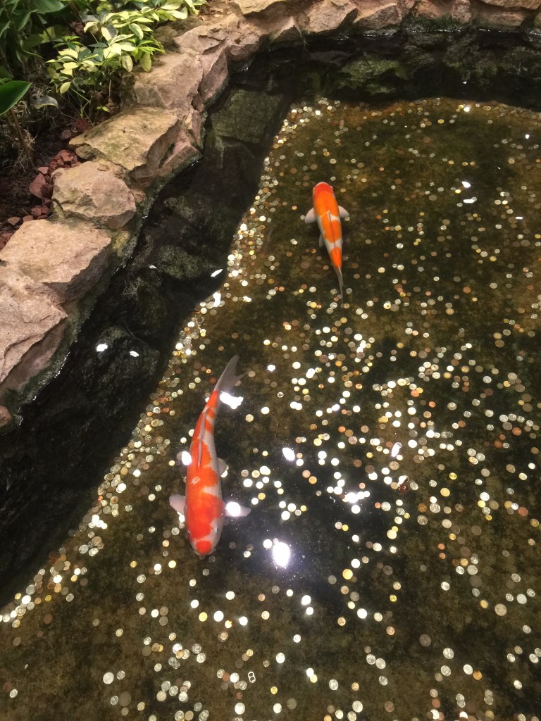 These koi swim in a pond littered with coins. People appear to use the pond as a wishing well of sorts.