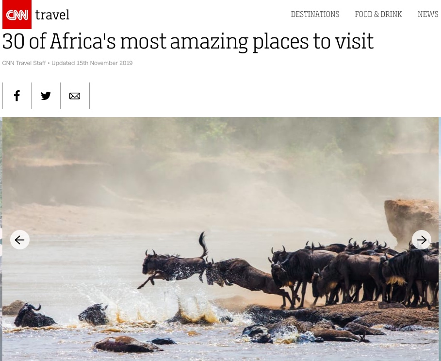 Wildebeest migrating