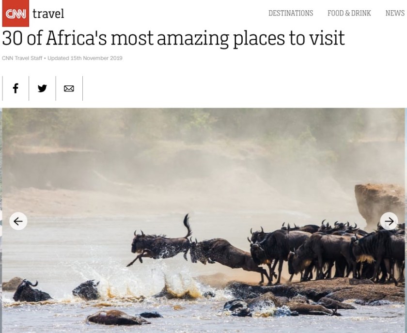 Wildebeest migrating