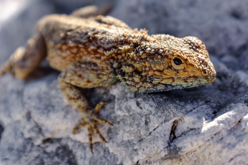lizard on rock