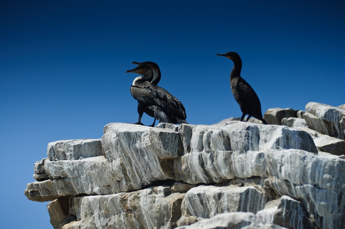 birds sitting on a rock