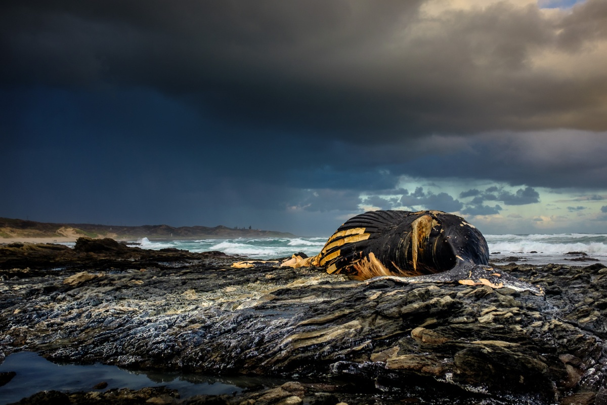 A whale lies decomposing on the rocks between Schoenmakerskop and Sardinia Bay.